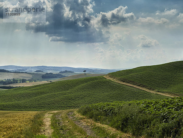 Landschaftlich schön  landschaftlich reizvoll  Europa  Wolke  Hügel  grün  Feld  Toskana  Italien