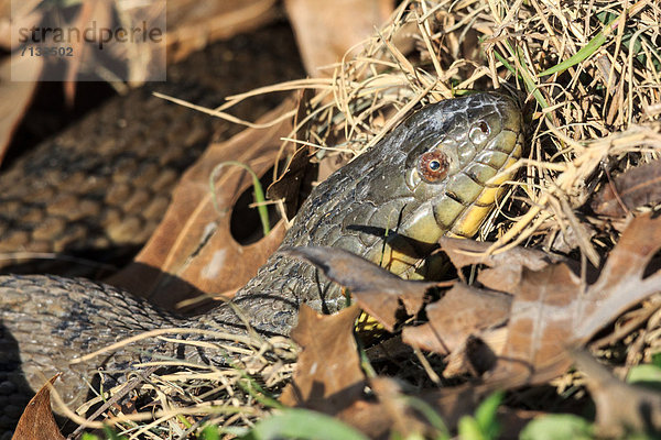 Vereinigte Staaten von Amerika  USA  Wasser  Reptilie  Texas