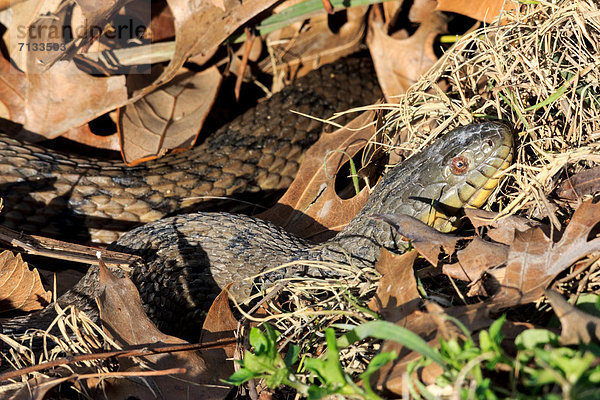 Vereinigte Staaten von Amerika  USA  Wasser  Reptilie  Texas