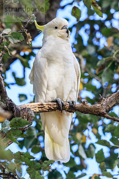 Gelbhaubenkakadu  Kakatoe galerita  Schädling  Vogel  Victoria  Australien