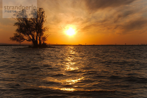 Wasser  Europa  Sonnenuntergang  Baum  Landschaft  See  Natur  Bodensee  Österreich  Vorarlberg