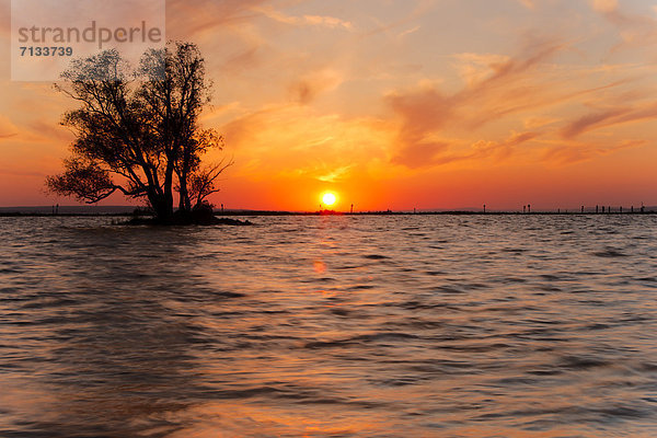 Wasser  Europa  Sonnenuntergang  Baum  Landschaft  See  Natur  Bodensee  Österreich  Vorarlberg