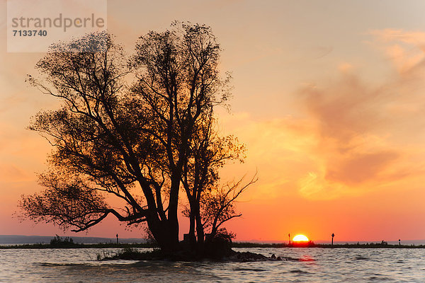 Wasser  Europa  Sonnenuntergang  Baum  Landschaft  See  Natur  Bodensee  Österreich  Vorarlberg