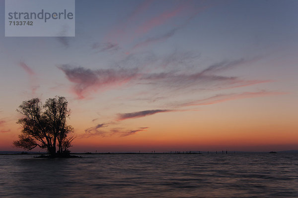 Wasser  Europa  Sonnenuntergang  Baum  Landschaft  See  Natur  Bodensee  Österreich  Vorarlberg