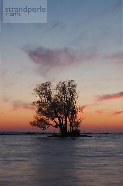 Wasser  Europa  Sonnenuntergang  Baum  Landschaft  See  Natur  Bodensee  Österreich  Vorarlberg