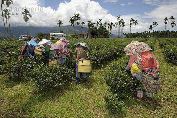 Frau  arbeiten  Landwirtschaft  Pflücker  Asien  Taiwan  Tee  Teeplantage