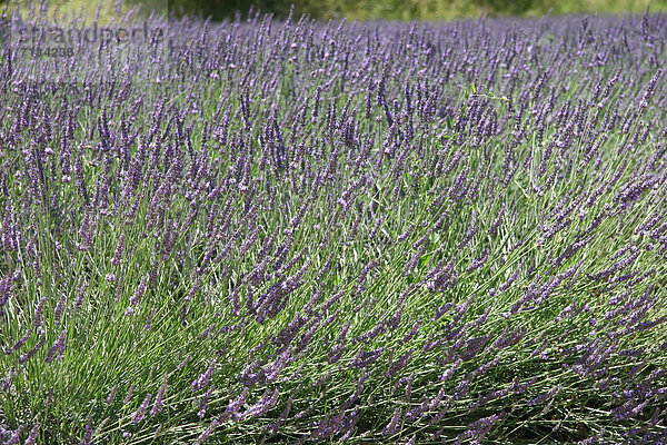 Frankreich  Europa  Provence - Alpes-Cote d Azur  Lavendel