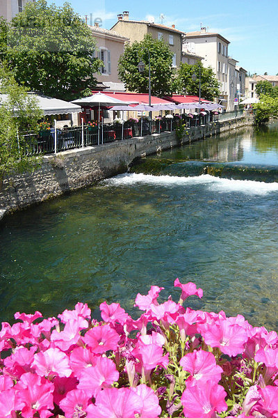 Frankreich  Europa  Blume  Restaurant  fließen  Fluss  Provence - Alpes-Cote d Azur  Vaucluse