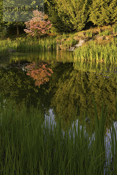 Vereinigte Staaten von Amerika USA Blume blühen Sonnenuntergang Ereignis Blüte Garten Botanik Asiatischer Blüten-Hartriegel Cornus kousa Oregon Silverton