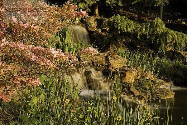 Vereinigte Staaten von Amerika USA Wasser Blume blühen Ereignis Teich Spiegelung Blüte Garten Schwimmbad Schilf Botanik Asiatischer Blüten-Hartriegel Cornus kousa Oregon Silverton