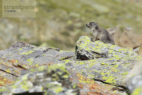 Alpenmurmeltier  Marmota marmota  Felsbrocken  sitzend  Berg  Stein  Sommer  Steilküste  Tier  Alpen  Nagetier  jung  1  Waldmurmeltier  Marmota monax