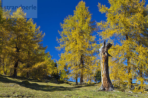 Europa Sonnenstrahl Baum gelb Himmel Wald Natur Holz Herbst blau kochen Hochebene Tirol Lärche Österreich Idylle