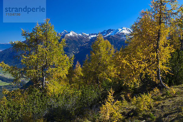 Europa Berg ruhen Ruhe Baum gelb Himmel Wald weiß Natur Holz Stille Herbst blau Ansicht kochen Hochebene Tirol Lärche Österreich Rest Überrest Schnee