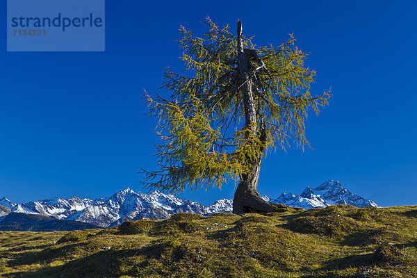 Europa  Berg  Baum  Himmel  grün  niemand  Natur  Alpen  Herbst  blau  Ansicht  kochen  Hochebene  Tirol  Lärche  Österreich  braun  Schnee