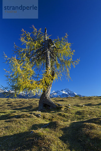 hoch  oben  Europa  Berg  Urlaub  ruhen  Ruhe  Baum  gelb  Himmel  Natur  Stille  Herbst  blau  Ansicht  kochen  Hochebene  Tirol  Lärche  Österreich  Rest  Überrest  Schnee