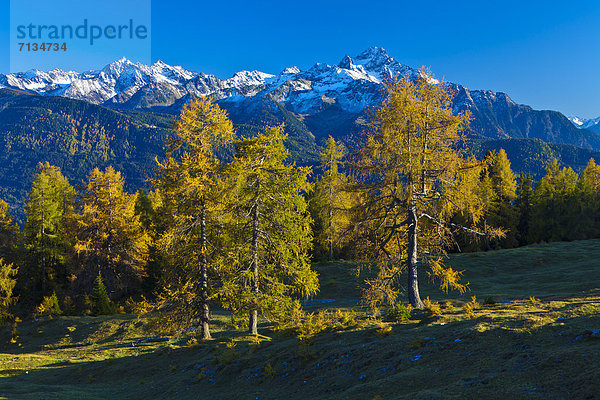 Europa Berg Urlaub ruhen Ruhe Baum gelb Himmel Wald Natur Holz Herbst blau Ansicht Stille kochen Hochebene Tirol Lärche Österreich Rest Überrest Schnee