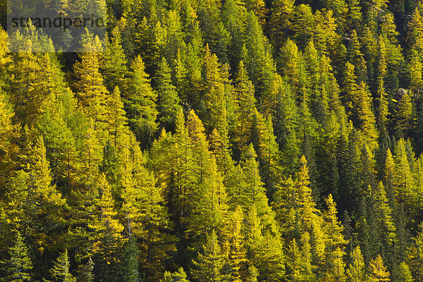 Laubwald Europa Baum gelb grün Wald Natur Holz Herbst Tirol Obergurgl Lärche Österreich