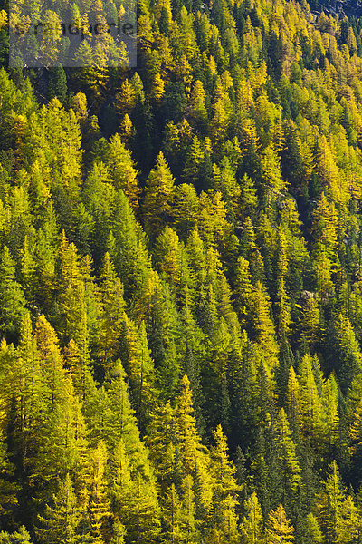 hoch oben Europa Baum gelb grün Wald Natur Holz Tirol Obergurgl Lärche Österreich