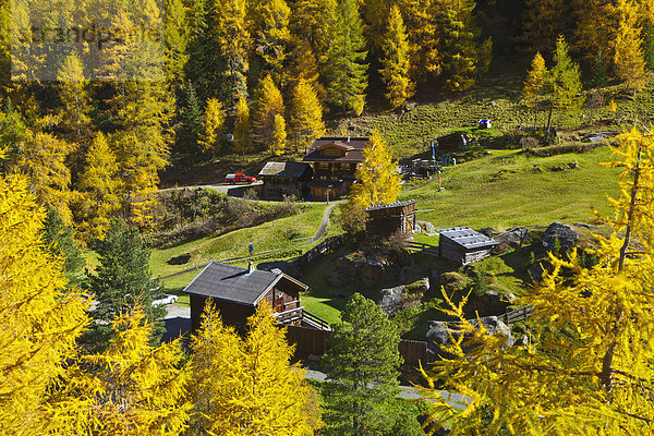Europa Urlaub ruhen Reise gelb Wirtschaft grün Wald Ende Natur Holz Herbst Hotel Tirol Obergurgl Lärche Österreich Rest Überrest einstellen Tourismus