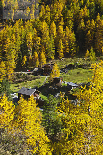 Europa Baum gelb grün Wald Ende Natur Holz Herbst Hotel Tirol Obergurgl Lärche Österreich einstellen