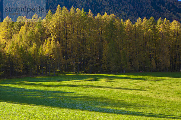 Europa ruhen Ruhe schattig Baum gelb Beleuchtung Licht grün Wald Natur Holz Stille Herbst Wiese Hochebene Tirol Lärche Österreich Idylle Rest Überrest