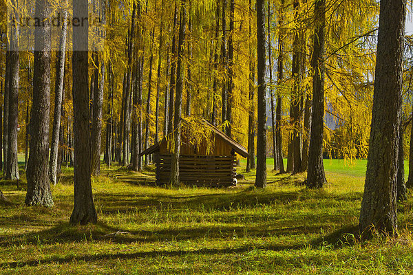 Europa Baum gelb Landschaft grün Wald Natur Holz Herbst Kultur Gegenstand Hochebene Tirol Lärche Österreich Forstwirtschaft