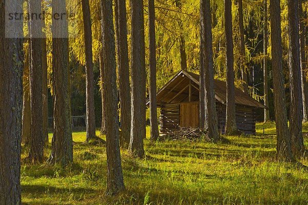 Europa Baum gelb Landschaft grün Landwirtschaft Wald Natur Holz Wiese Kultur Gegenstand Hochebene Tirol Lärche Österreich braun