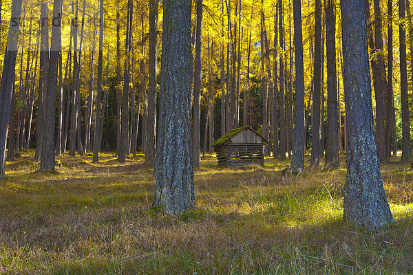 Europa gelb Landschaft Wald Natur Holz Kultur Gegenstand Hochebene Tirol Lärche Österreich