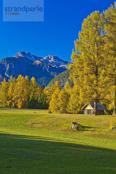 hoch oben Europa Berg Urlaub Reise Baum gelb Himmel Landschaft Wald Natur Holz Herbst Kultur Gegenstand Hochebene Tirol Lärche Österreich Lechtaler Alpen