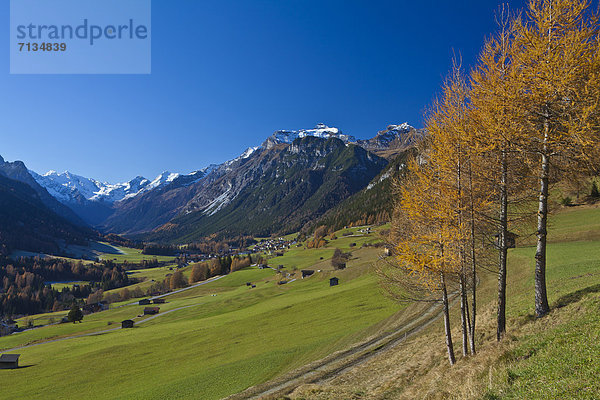 Europa Berg Urlaub ruhen Reise Ruhe gelb grün Wald Natur Holz Stille Alpen Herbst blau Wiese Feldweg Ansicht Tirol Lärche Österreich Rest Überrest Schnee