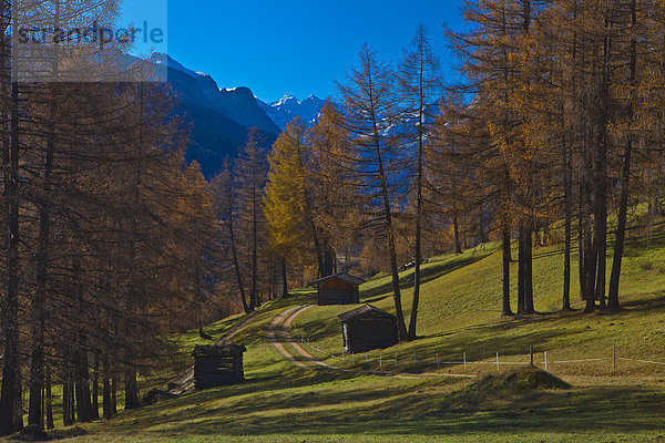 Europa Berg ruhen Reise Ruhe Baum grün Wald Natur Holz Stille Herbst blau 3 Tirol Lärche Österreich Rest Überrest Weg