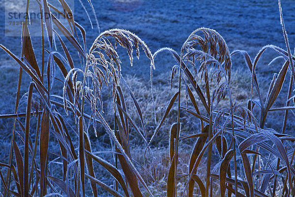 Kälte  Europa  Winter  schattig  Beleuchtung  Licht  Eis  Natur  Close-up  close-ups  close up  close ups  blau  glitzern  Tirol  Österreich  Schilf