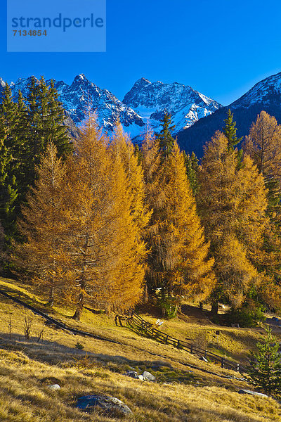 hoch  oben  Panorama  Europa  Berg  ruhen  Reise  Ruhe  Natur  Stille  Alpen  Herbst  Ansicht  Kaunergrat  Tirol  Lärche  Österreich  Kaunertal  Rest  Überrest  Tourismus