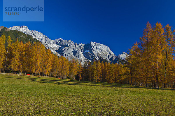 Europa  Berg  Urlaub  ruhen  Reise  Ruhe  gelb  grün  Landwirtschaft  Natur  Stille  blau  Wiese  Hochebene  Tirol  Lärche  Österreich  Idylle  Rest  Überrest  Tourismus
