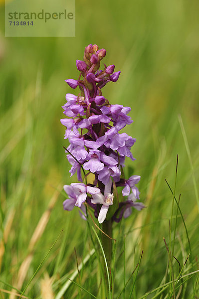 Blume Pflanze blühen Kanton Graubünden Orchidee