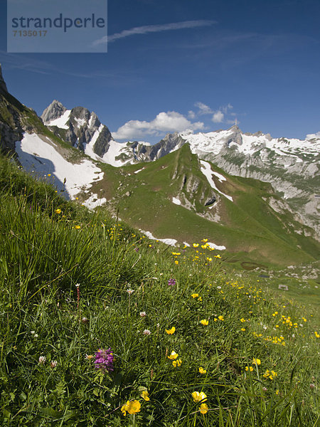 Blumenwiese  Europa  Berg  Blume  grün  Alpen  Wiese  Gewürz  Gras  Schweiz