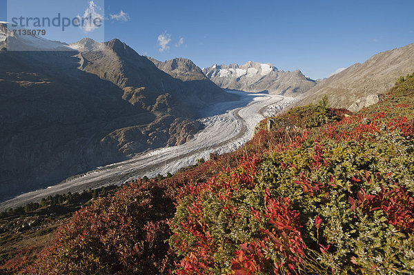 Europa  Berg  europäisch  Landschaft  Eis  groß  großes  großer  große  großen  Berggipfel  Gipfel  Spitze  Spitzen  Alpen  Herbst  Sehenswürdigkeit  zeigen  Gross Wannenhorn  Schnee