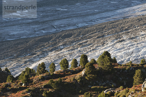 Zirbelkiefer  Pinus cembra  Europa  Berg  europäisch  groß  großes  großer  große  großen  Alpen  Gletscher  Schweiz