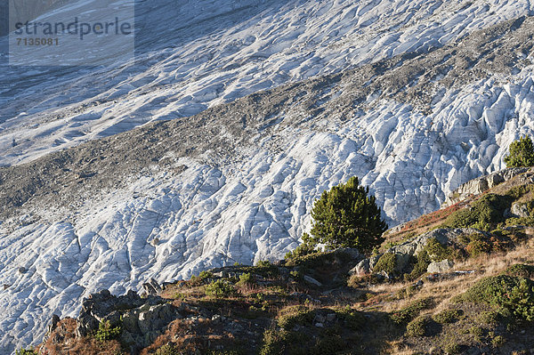 Zirbelkiefer  Pinus cembra  Europa  Berg  europäisch  groß  großes  großer  große  großen  Alpen  Gletscher  Schweiz