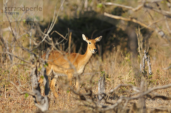 Nationalpark  Tier  ungestüm  Afrika  Antilope  Botswana  Wildtier
