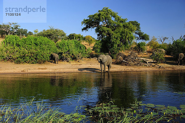 Nationalpark  Wasser  Tier  Säugetier  Querformat  Fluss  Safari  Elefant  Afrika  Botswana  füttern  grasen  Wildtier