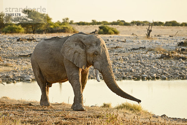 klar  Nationalpark  Wasser  gehen  Sommer  Sonnenuntergang  Tier  1  Querformat  Safari  Elefant  trinken  Namibia  Etoscha Wildpark  Etosha  Afrika  Abenddämmerung  Savannah