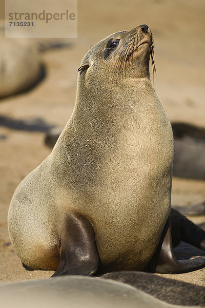 Seelöwe liegend liegen liegt liegendes liegender liegende daliegen Strand Ozean sonnenbaden sonnen Tier Säugetier Gezeiten Namibia Afrika Cape Cross Robbe Skelettküste
