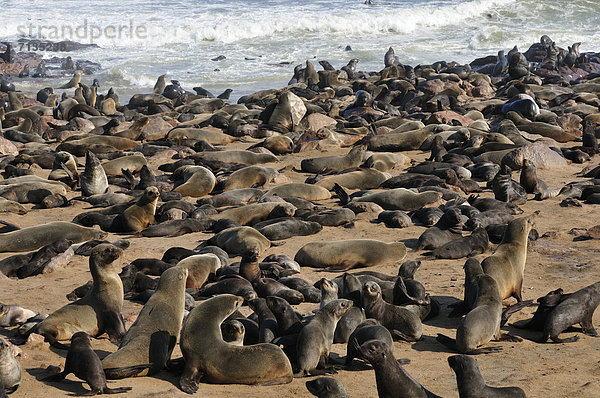 Seelöwe liegend liegen liegt liegendes liegender liegende daliegen Strand Ozean sonnenbaden sonnen Tier Säugetier Gezeiten Namibia Afrika Cape Cross Skelettküste