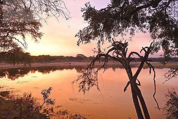 Nationalpark  Farbaufnahme  Farbe  Sonnenuntergang  Baum  Silhouette  Spiegelung  lila  Querformat  pink  Namibia  Afrika  Horseshoe Bend