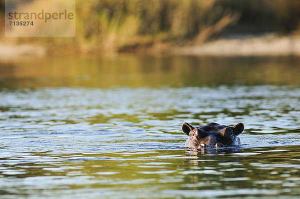 Nationalpark  Wasser  Flusspferd  Hippopotamus amphibius  Kälte  sehen  verstecken  Sommer  fließen  Tier  Querformat  Namibia  schwimmen  Afrika