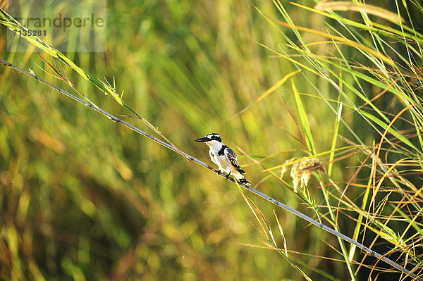 Nationalpark  Sommer  klein  Tier  weiß  schwarz  Querformat  Vogel  hocken - Tier  Namibia  Wildtier  Afrika
