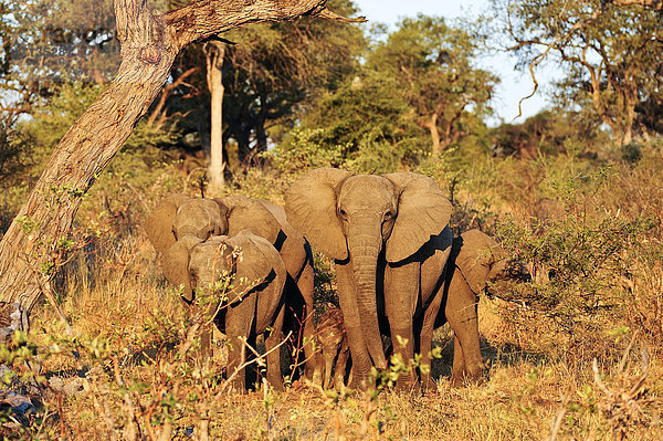 Nationalpark  Sommer  Sonnenuntergang  Querformat  Elefant  jung  Namibia  Wiese  Schutz  Afrika  Baby  Savannah