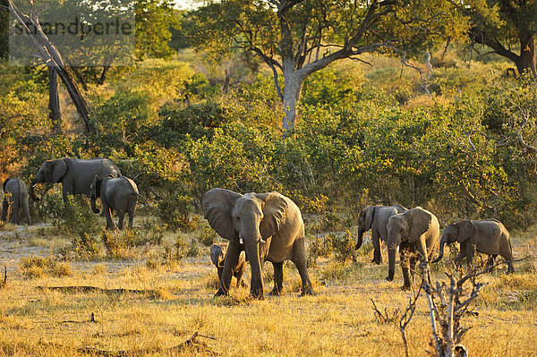 Nationalpark  Sommer  Sonnenuntergang  Schürfwunde  Herde  Herdentier  Querformat  Elefant  Sonnenlicht  wandern  Namibia  Afrika  grasen