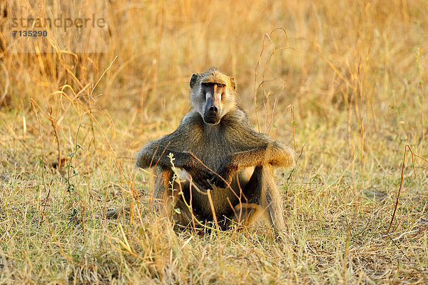 Nationalpark  sitzend  sehen  Entspannung  Sonnenuntergang  Tier  Querformat  Sonnenlicht  Namibia  Wiese  Afrika  Menschenaffe  Affe